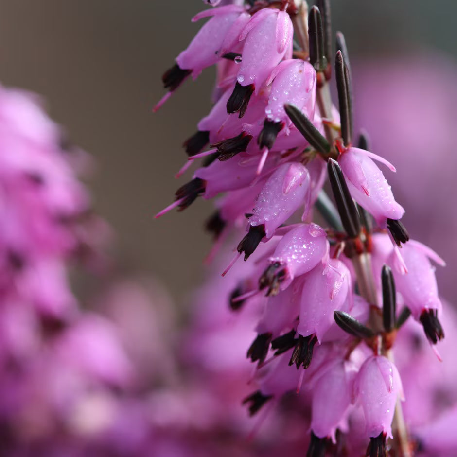 Erica carnea 'Darley Dale' 