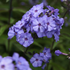 Brumărele Înalte - Phlox Paniculata 'Blue Paradise'