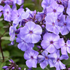 Brumărele Înalte - Phlox Paniculata 'Blue Paradise'