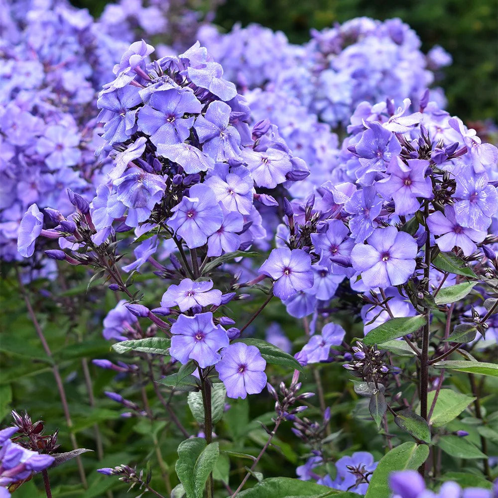 Brumărele Înalte (Phlox Paniculata 'Blue paradise') de Vânzare