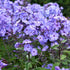 Brumărele Înalte - Phlox Paniculata 'Blue Paradise'