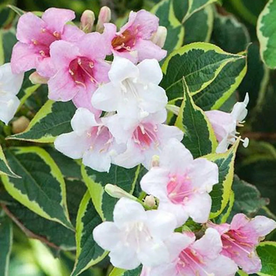 Weigela Variegata - Weigela 'Nana Variegata'