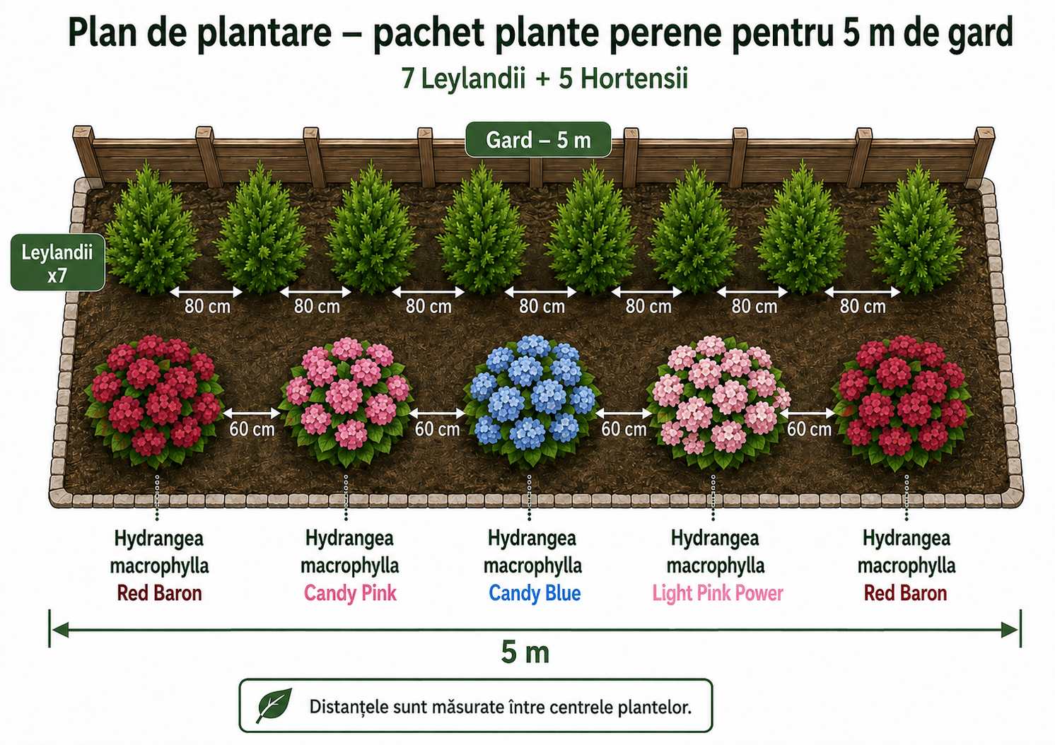 Hortensii și leylandii pt 5m de gard: culoare, intimitate, liniște (plan de plantare inclus)