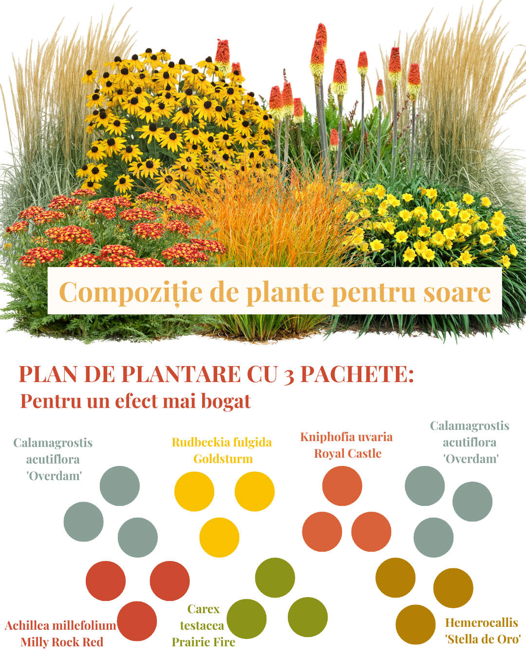Pachet perene de grădină pt soare puternic