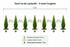 5m gard viu veșnic verde cu Leylandii