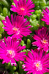 Plantare Floare de Cristal - Delosperma Cooperi Ice Cream Fuchsia - DocaPerene