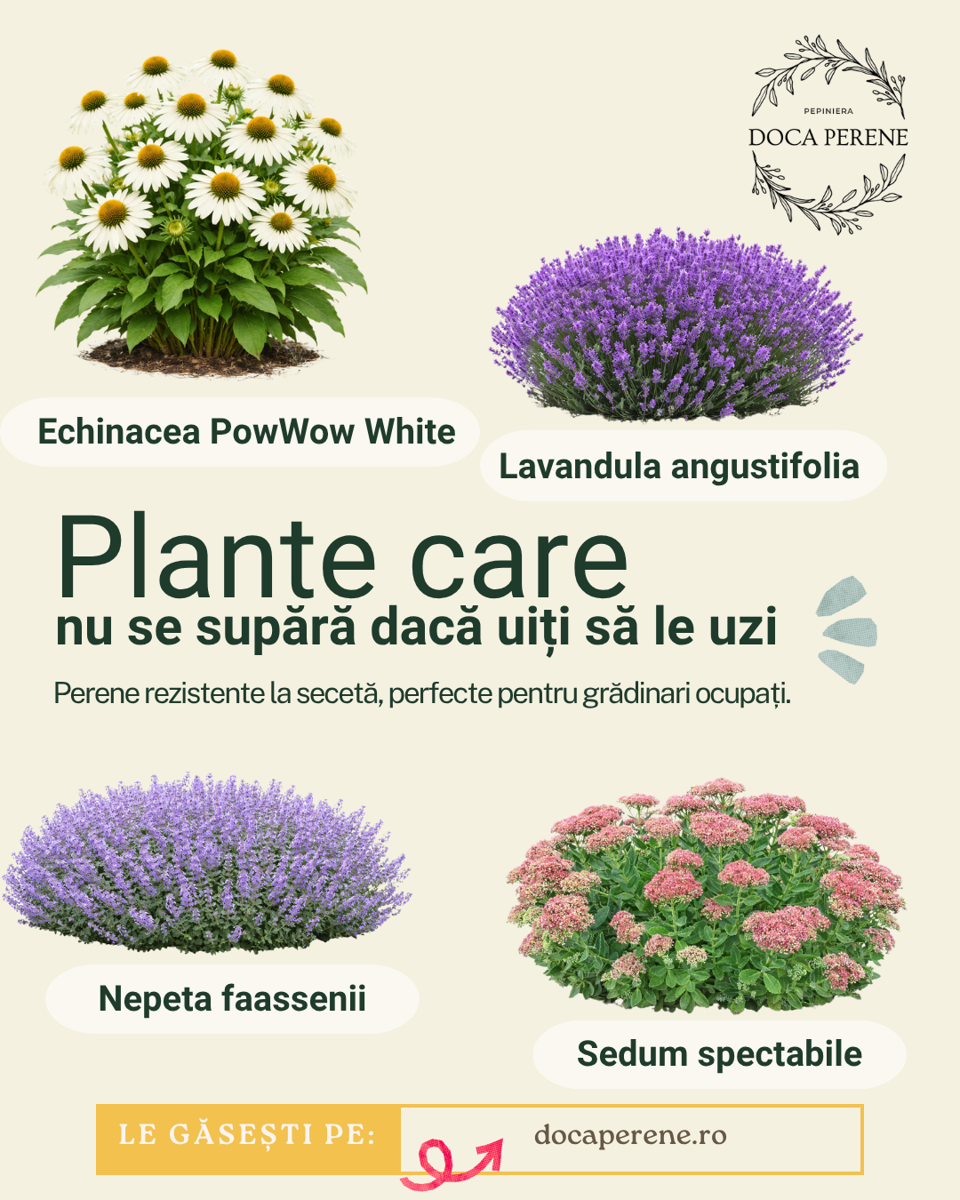 Perene care nu se supără dacă uiți să le uzi