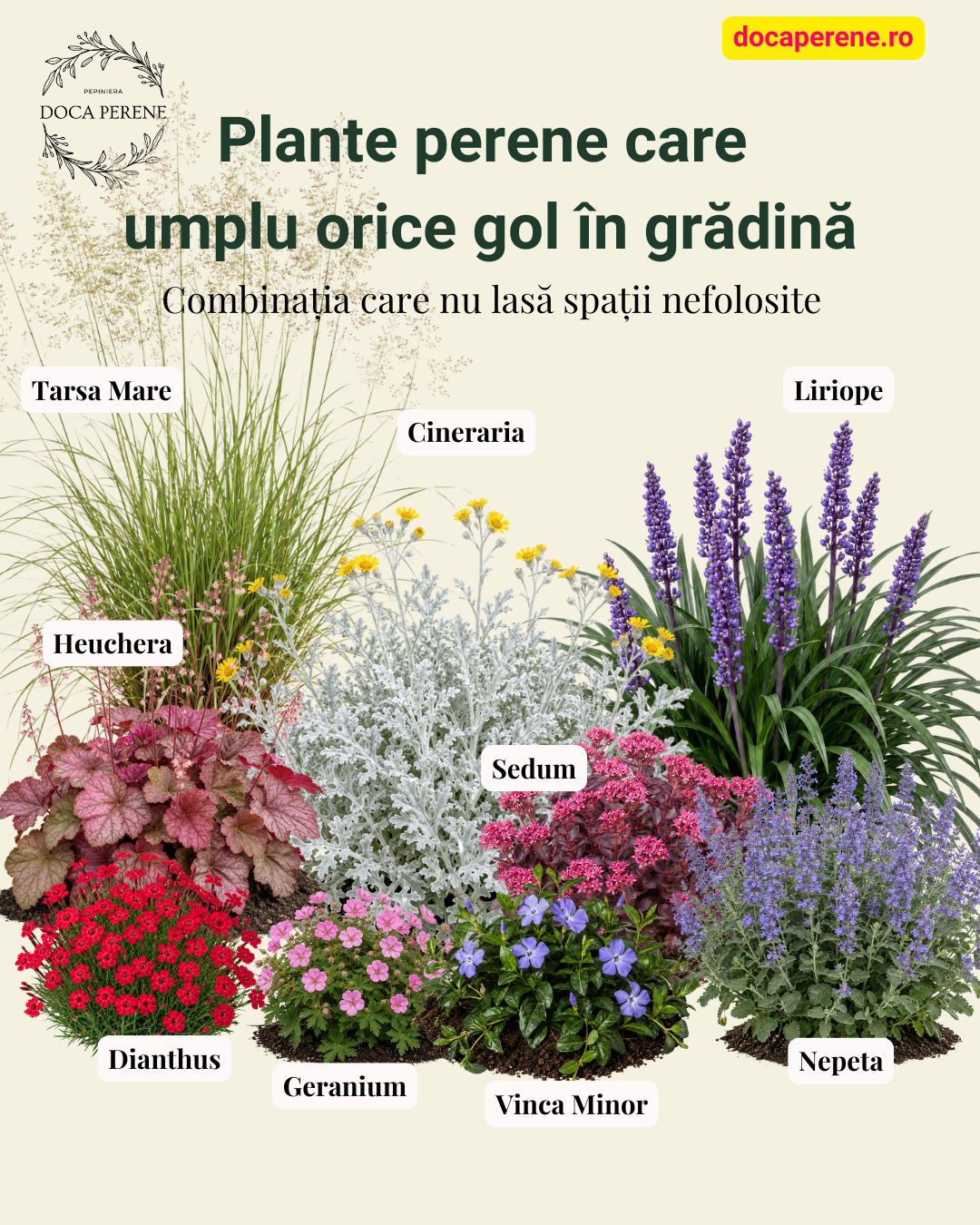 Pachet cu plante perene care umplu orice gol în grădină