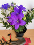 Floarea balon – Platycodon grandiflorus Astra Blue