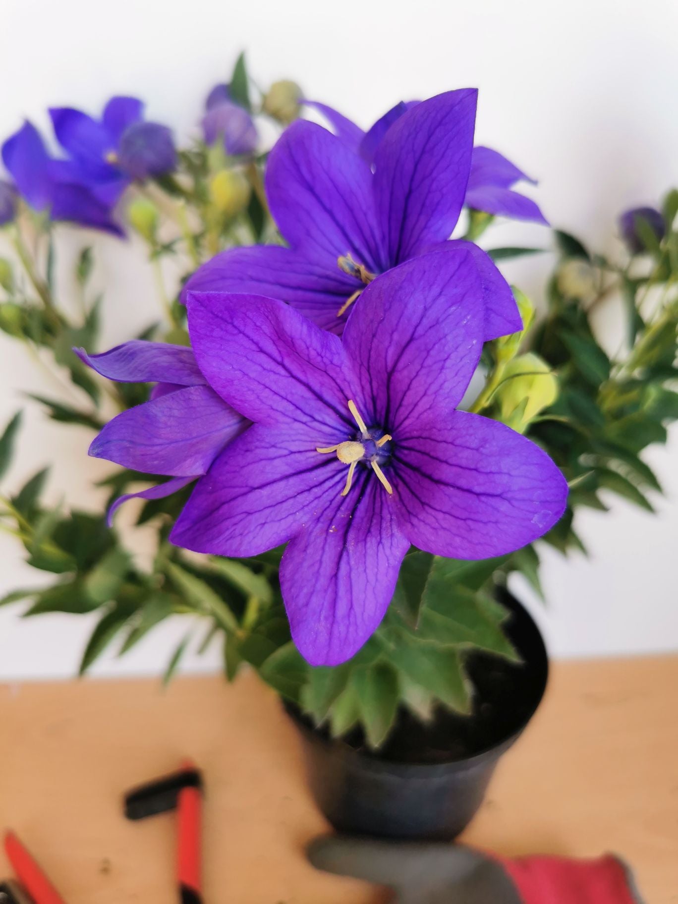 Floarea balon – Platycodon grandiflorus Astra Blue