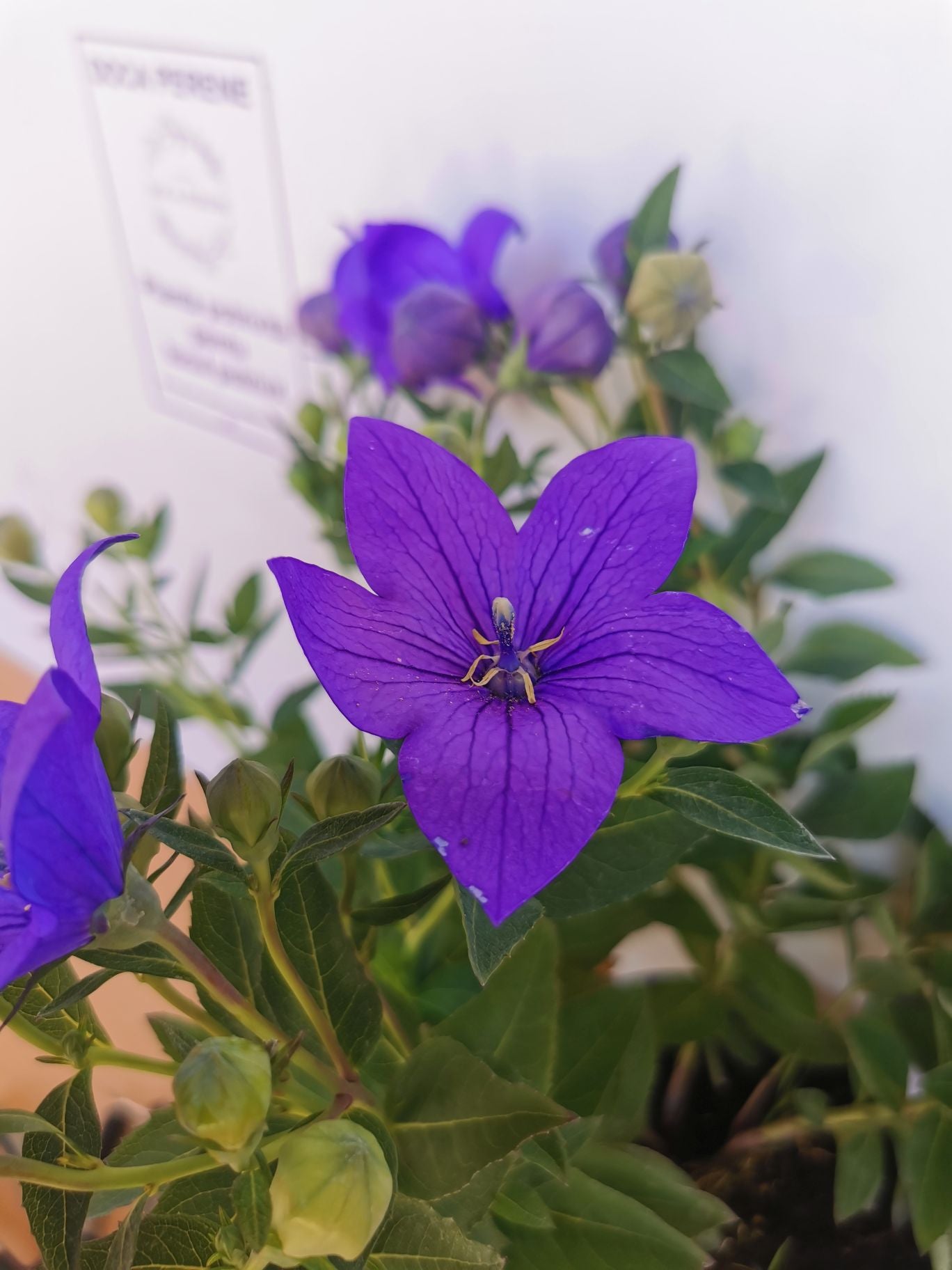 Floarea balon – Platycodon grandiflorus Astra Blue