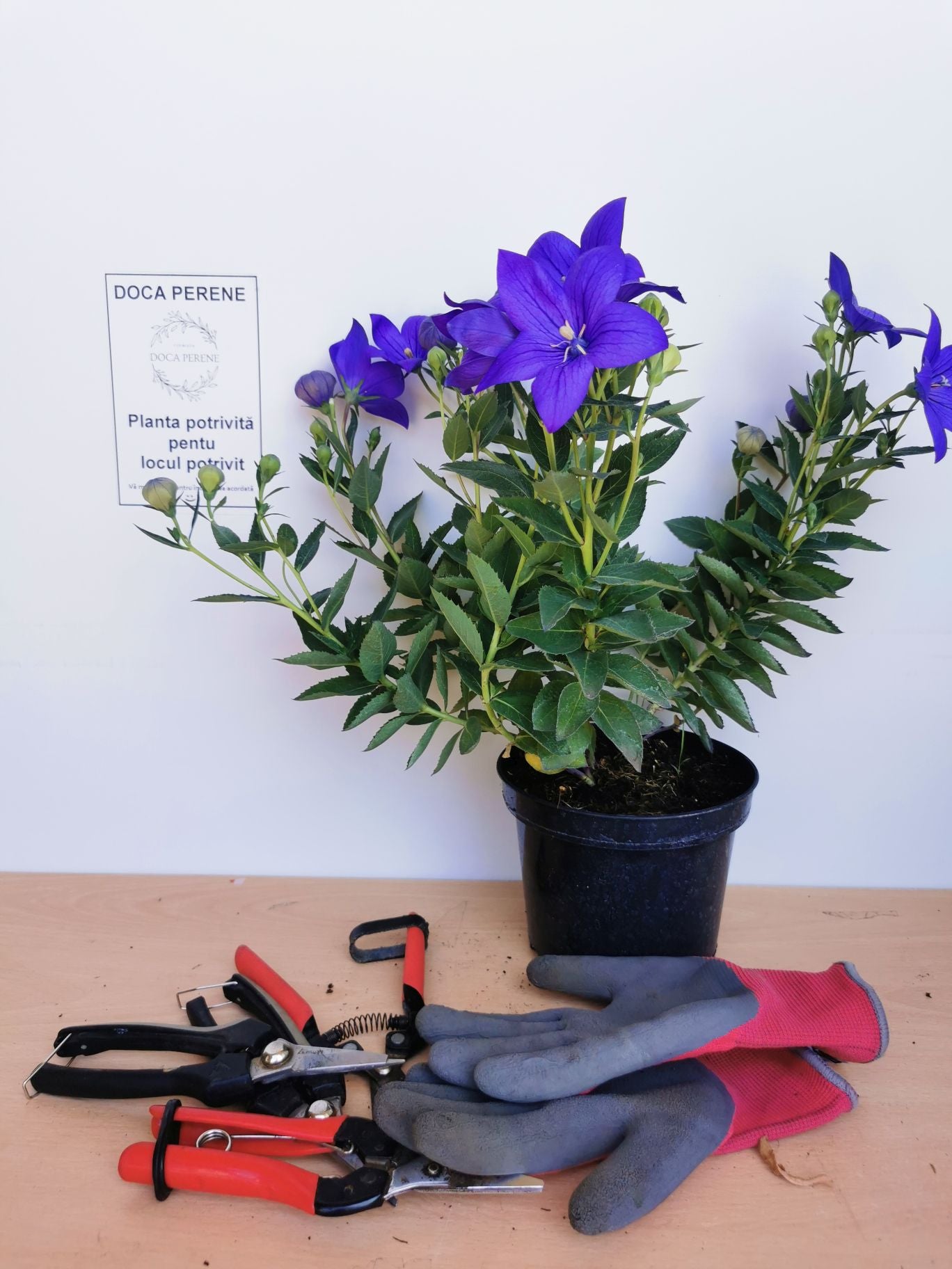 Floarea balon – Platycodon grandiflorus Astra Blue