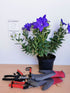 Floarea balon – Platycodon grandiflorus Astra Blue