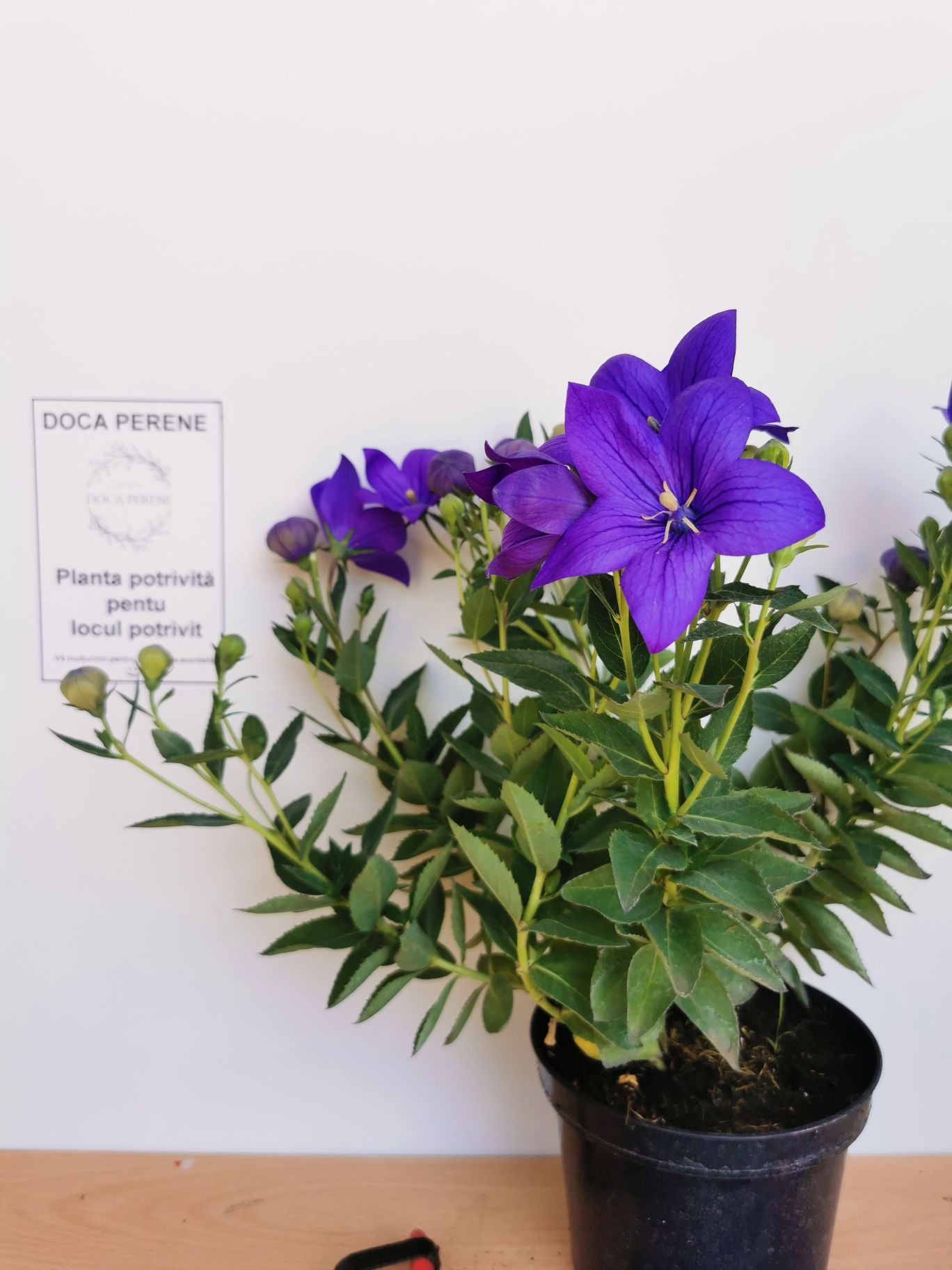 Floarea balon – Platycodon grandiflorus Astra Blue