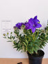 Floarea balon – Platycodon grandiflorus Astra Blue