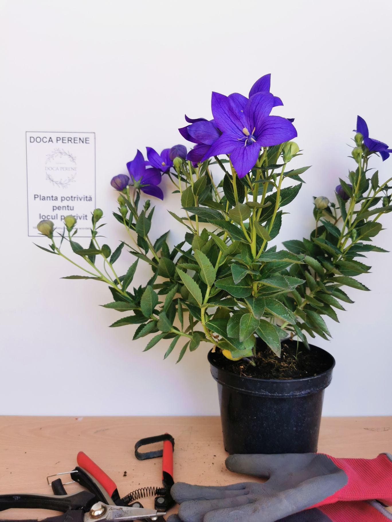 Floarea balon – Platycodon grandiflorus Astra Blue