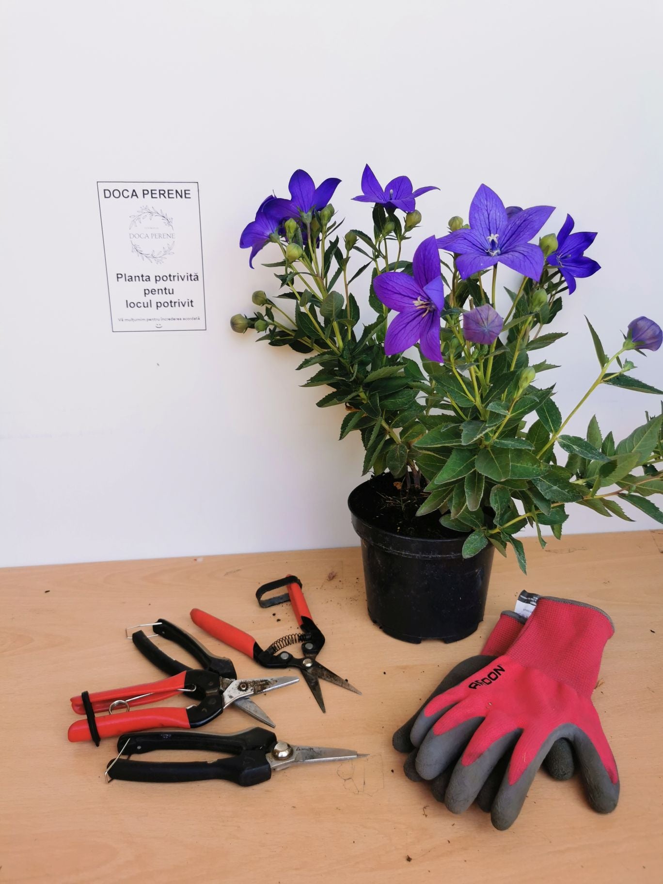 Floarea balon – Platycodon grandiflorus Astra Blue