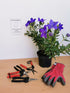 Floarea balon – Platycodon grandiflorus Astra Blue