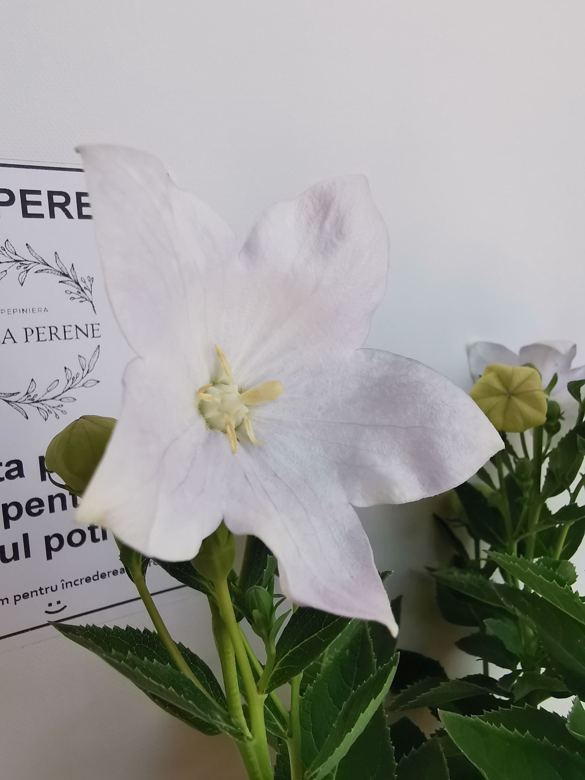 Floarea balon – Platycodon grandiflorus Astra White