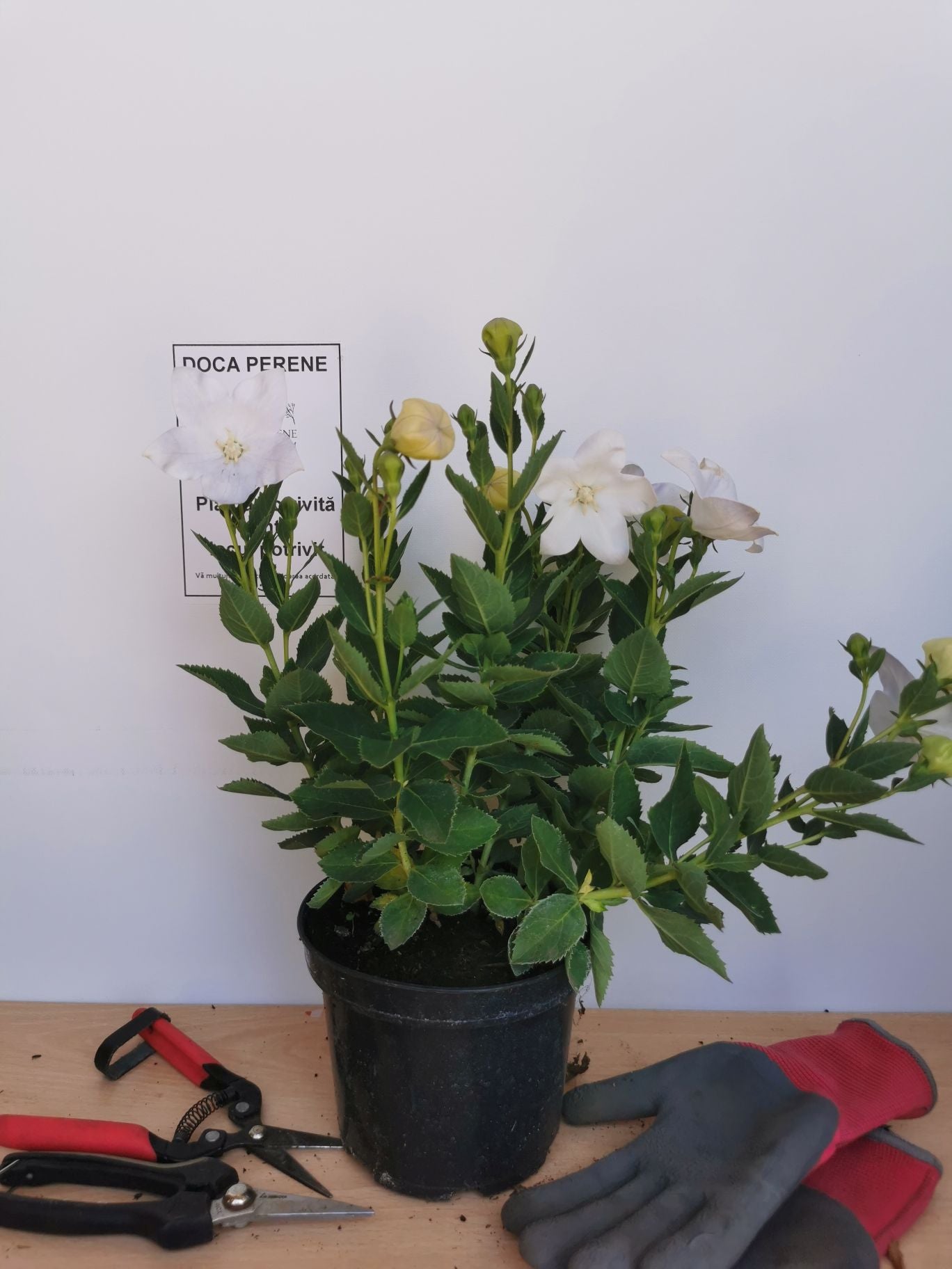 Floarea balon – Platycodon grandiflorus Astra White