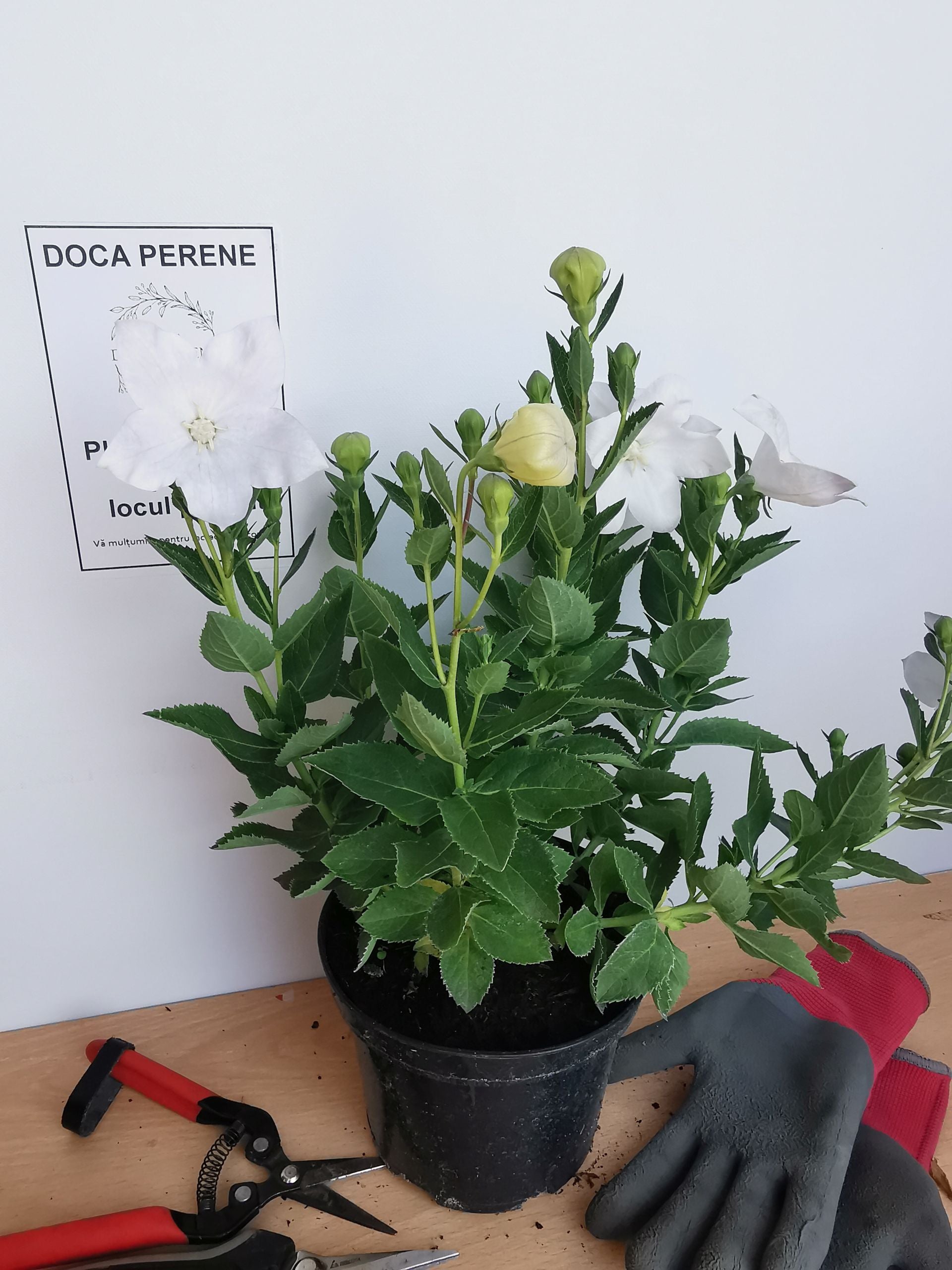 Floarea balon – Platycodon grandiflorus Astra White
