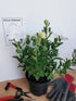 Floarea balon – Platycodon grandiflorus Astra White