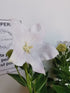 Floarea balon – Platycodon grandiflorus Astra White
