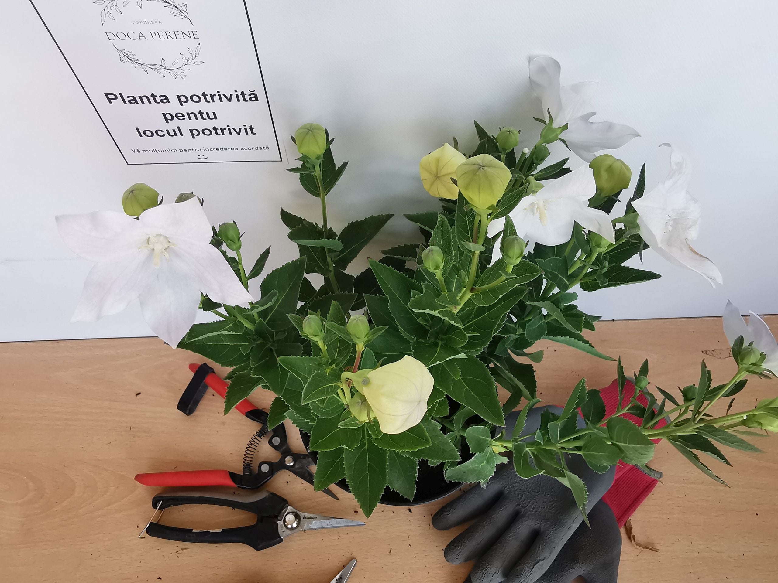 Floarea balon – Platycodon grandiflorus Astra White