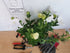 Floarea balon – Platycodon grandiflorus Astra White