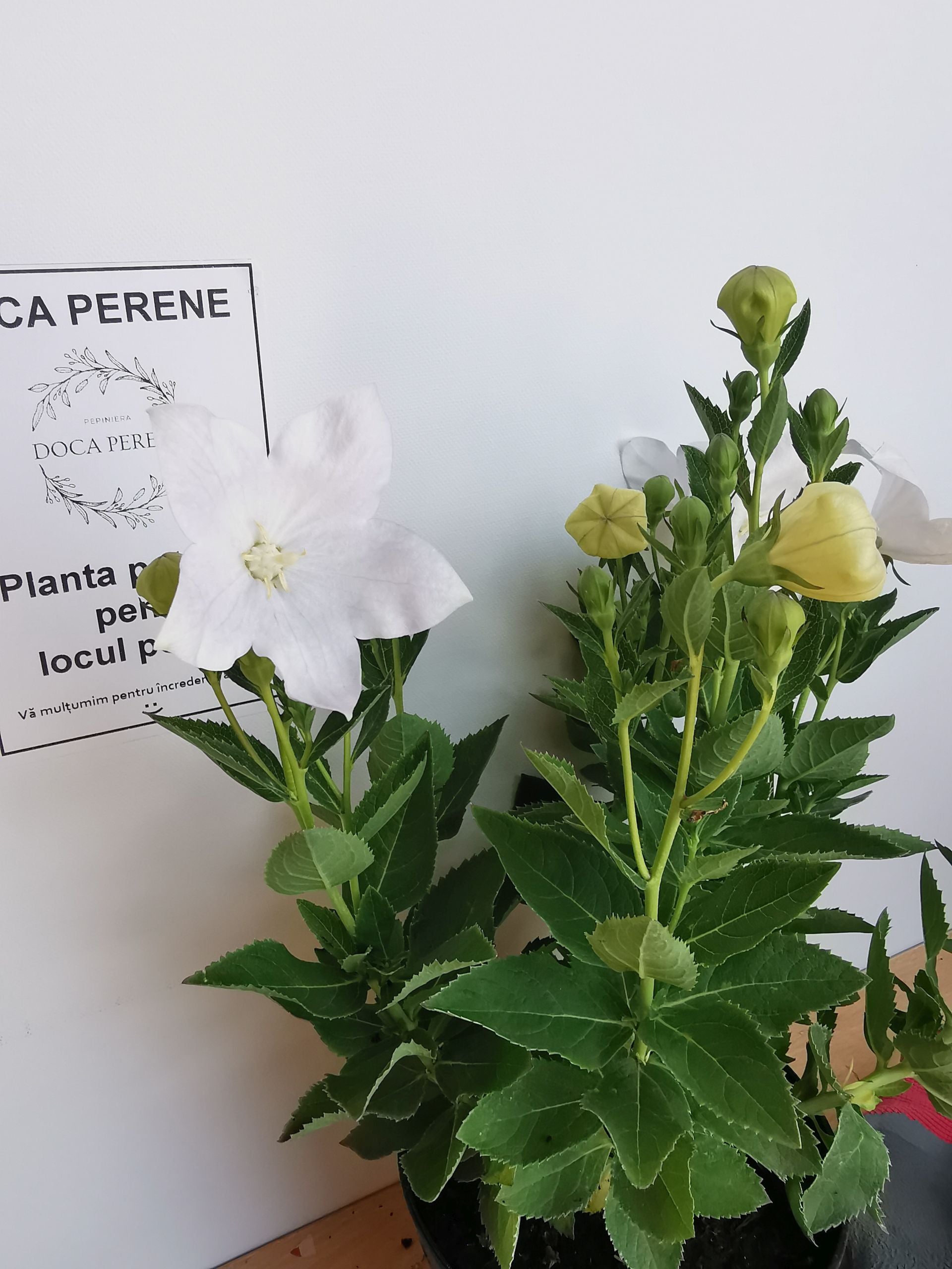 Floarea balon – Platycodon grandiflorus Astra White