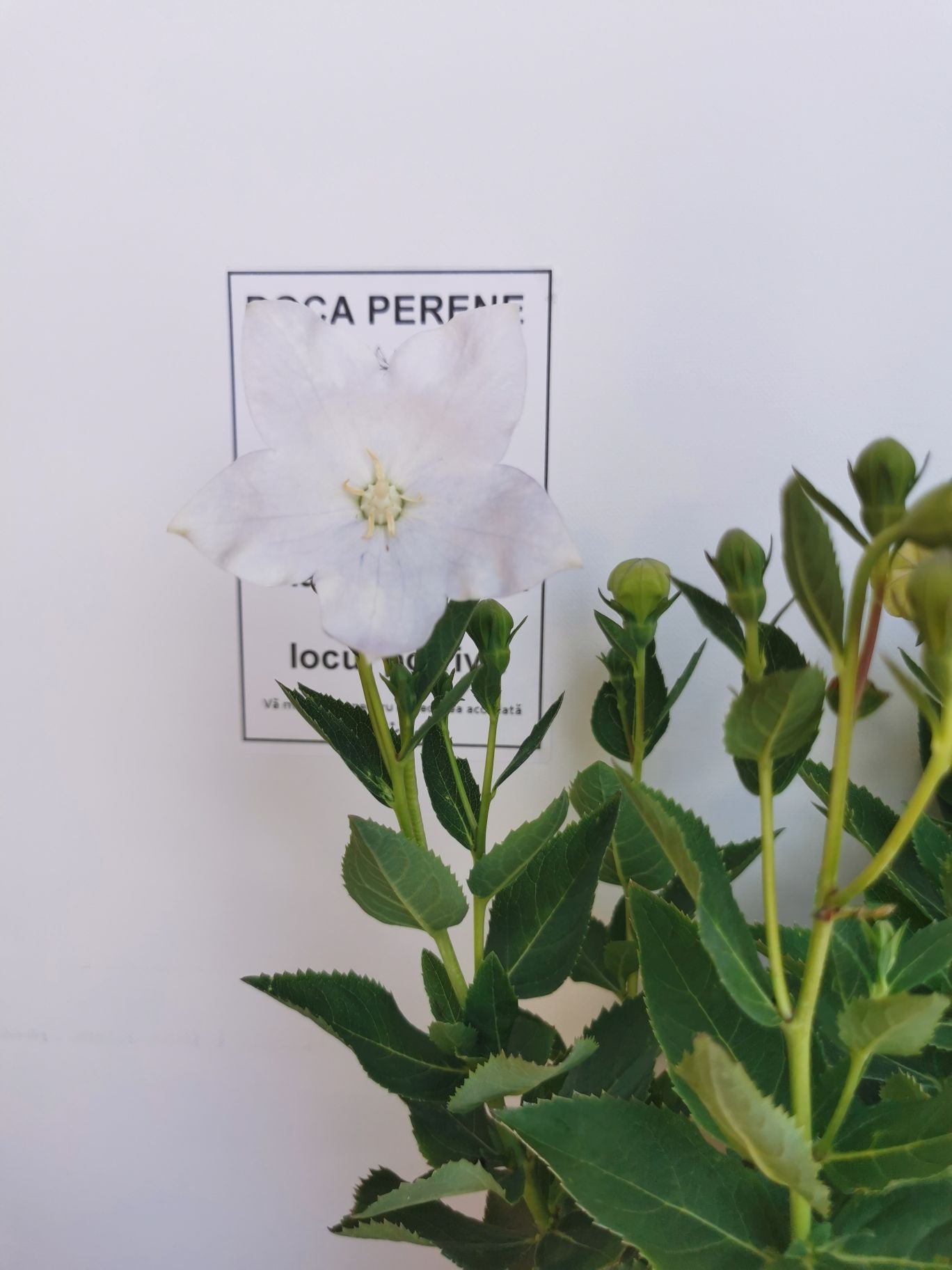 Floarea balon – Platycodon grandiflorus Astra White