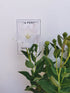Floarea balon – Platycodon grandiflorus Astra White