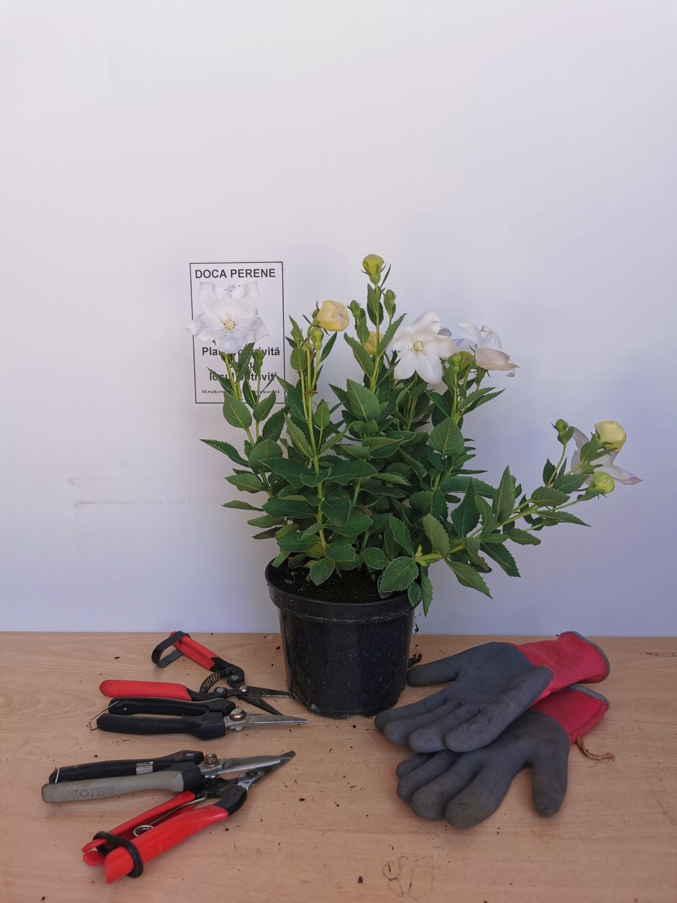 Floarea balon – Platycodon grandiflorus Astra White