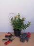 Floarea balon – Platycodon grandiflorus Astra White