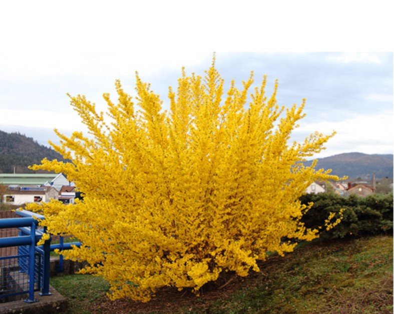 Ploaia de aur - Forsythia intermedia 'Lynwood' - DocaPerene