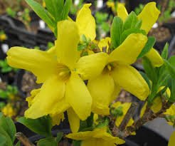 Ploaia de aur - Forsythia intermedia 'Lynwood' - DocaPerene