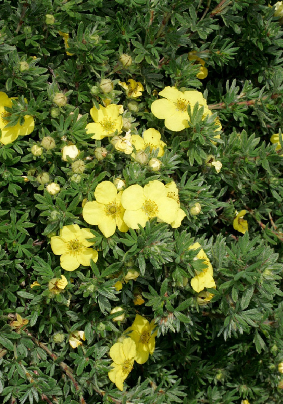 Potentila - Potentilla fruticosa 'Kobold'