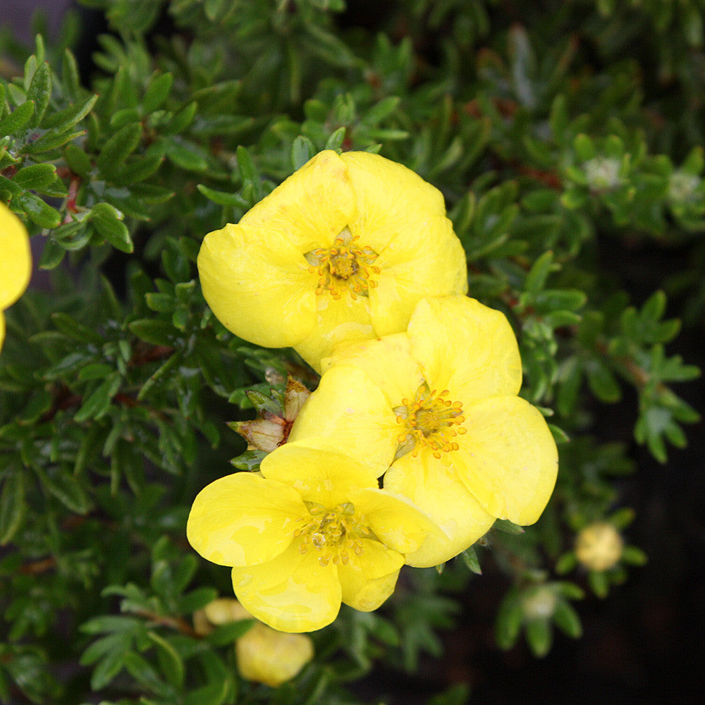 Potentila - Potentilla fruticosa 'Kobold'