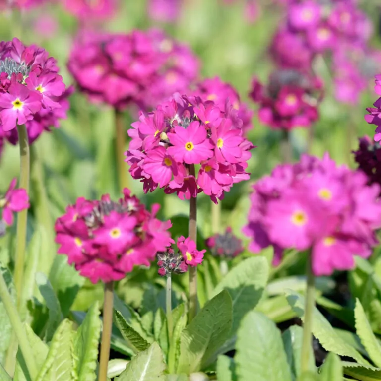 Primule - Primula denticulata 'Rubin'