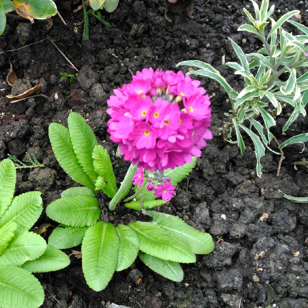 Primula globulară - Primula denticulata Prom Deep Rose - DocaPerene
