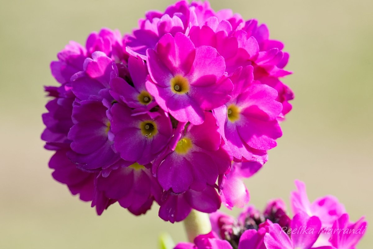 Primula globulară - Primula denticulata Prom Deep Rose - DocaPerene