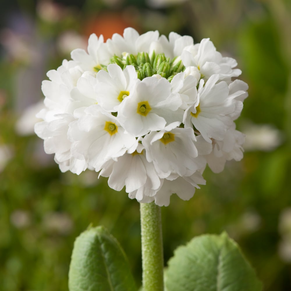 Primula globulară - Primula denticulata Prom White - DocaPerene