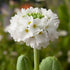 Primula globulară - Primula denticulata Prom White - DocaPerene