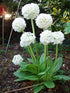 Primula globulară - Primula denticulata Prom White - DocaPerene