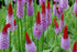 Primula orhidee - Primula vialii - DocaPerene