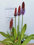 Primula orhidee - Primula vialii