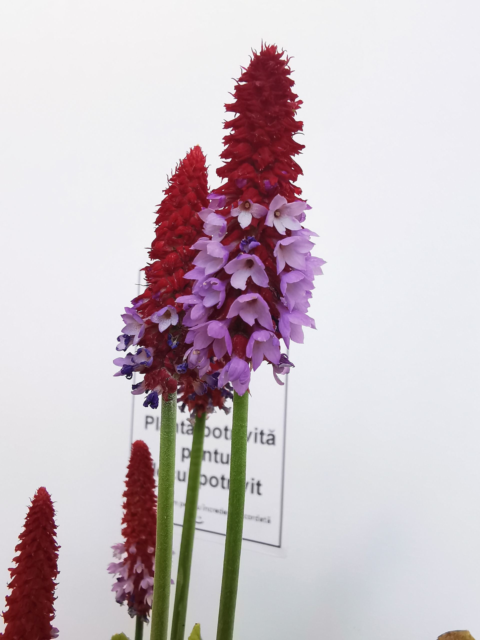 Primula orhidee - Primula vialii