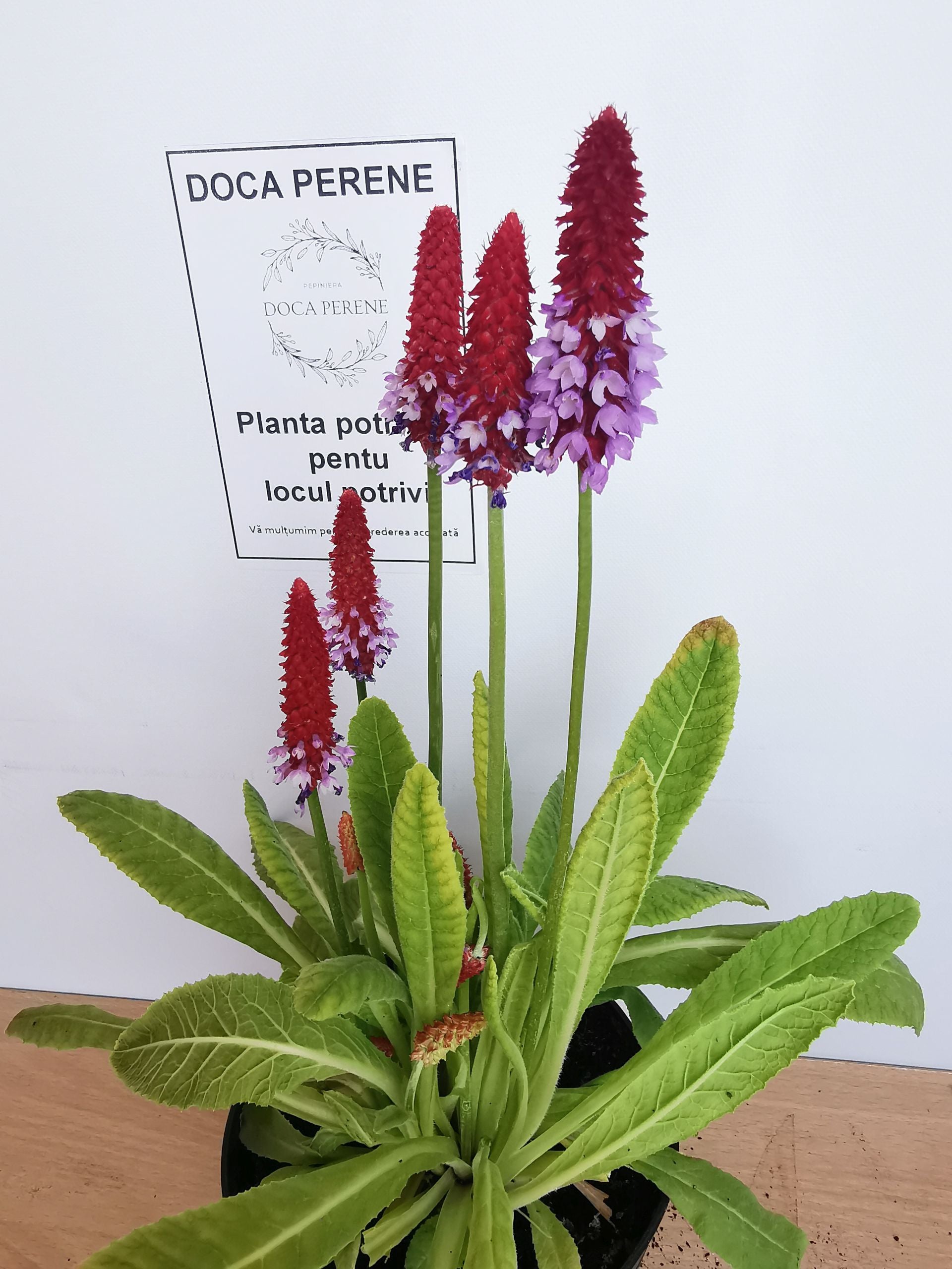 Primula orhidee - Primula vialii