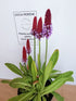 Primula orhidee - Primula vialii