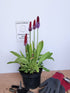 Primula orhidee - Primula vialii